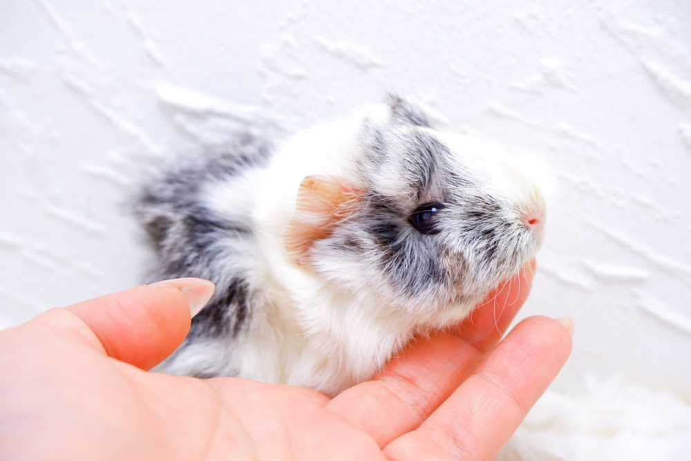 931f3ef0077ec972234f48d2eb04a595_1784197245_6364.jpg